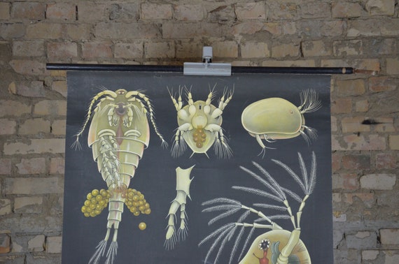 @*様 【ポスターフレーム付き】millenniumparad Plankton Ocean Plankton Crustaceans, Cephalocarida, Branchiopoda: Original