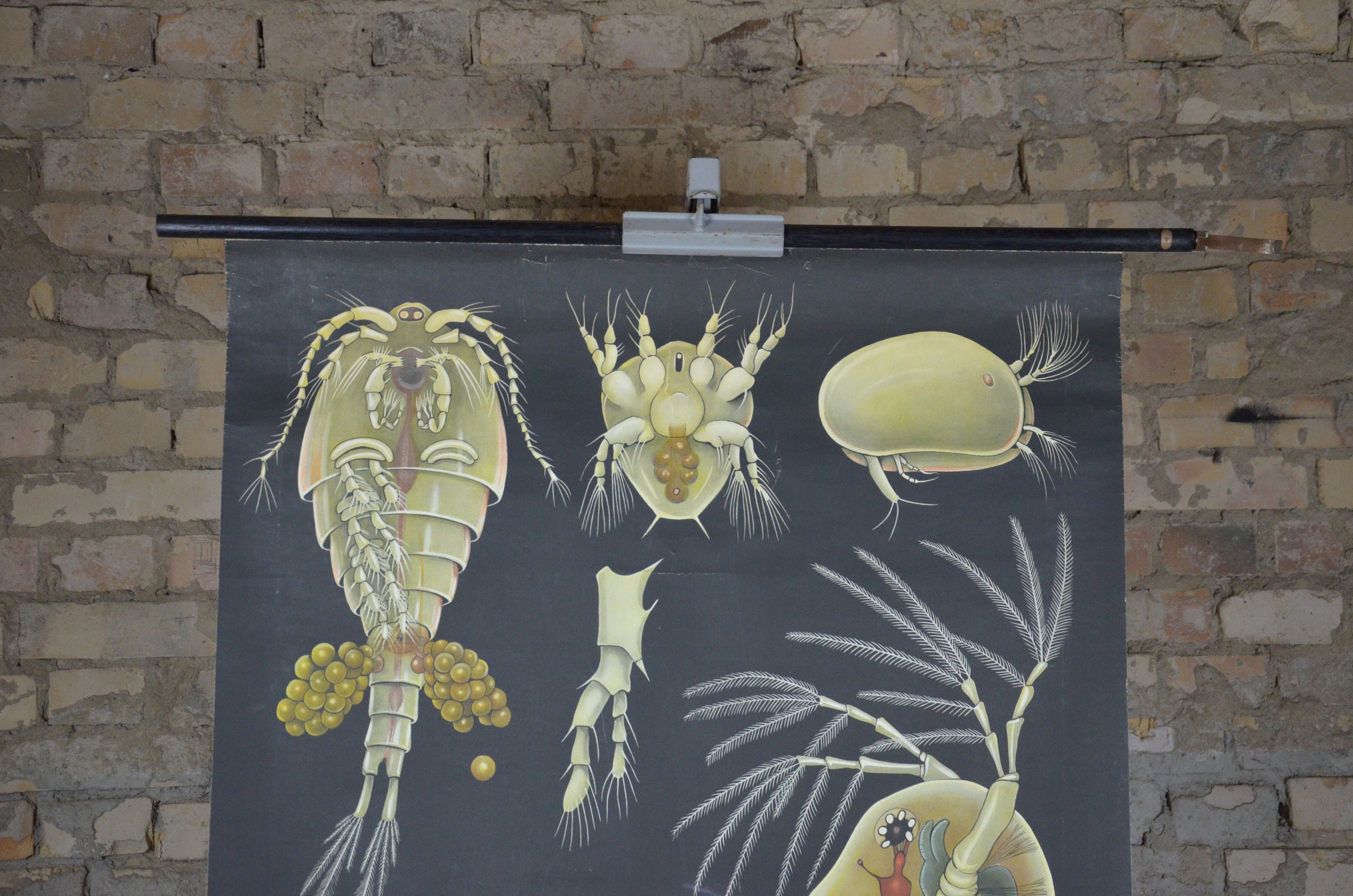 GOD PLANKTONさまページ Plankton | Main Light Horse Wiki | Fandom
