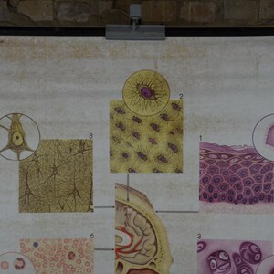 Human Head Tissue Anatomy: Original Vintage 1970s German Medical ...