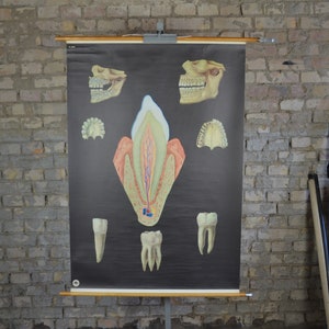 Zähne & Kiefer, Menschliche Anatomie: original vintage 1970er Jahre Lehrposter Schule Wandkarte Roll down anatomischer Druck Zahnarzt Zahn