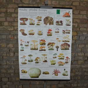Setas europeas: cosecha original 1990s Cartel educativo checo escuela primaria tabla mural impresión botánica bosque ilustración cocina