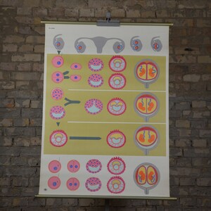 Tweeling zwangerschap, Tweeling, Menselijke Biologie: originele vintage jaren 1970 Duitse educatieve poster school muur grafiek rol naar beneden anatomische print cellen