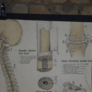 Human Skeleton, Anatomy: Original Vintage Distressed 1950s Educational ...