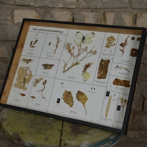 Garden Pest Insects: original antique 1950s educational German school specimen collection display case box biology entomology vintage oddity