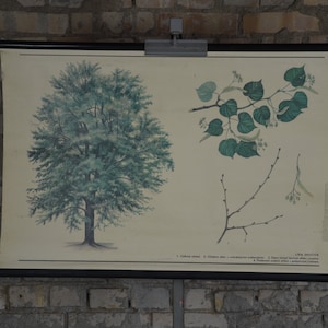 Winter Linden Tree, Tilia cordata: cartaz educacional tcheco vintage original dos anos 1980, gráfico de parede da velha escola, impressão de plantas botânicas