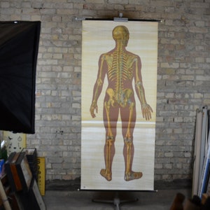 Menschliches Skelett Rückansicht, Anatomie: original vintage 1960s Lehrtafel Schulwandkarte Kuriosität Schädel, 1960er Schulposter