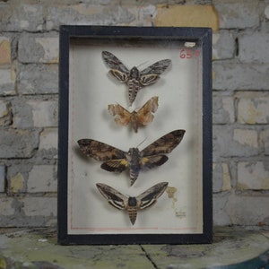 Antique Moth Shadowbox: original vintage 1950s educational Czech school specimen collection display case insect entomology antique oddity