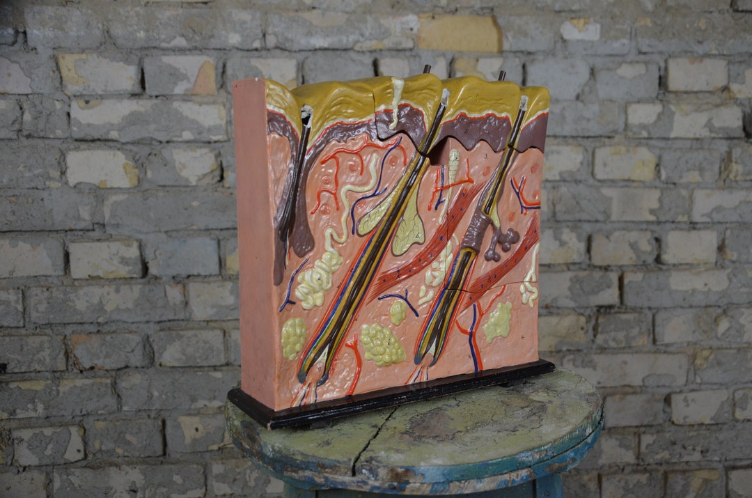 Human Skin, Antique Anatomy Model: Original Vintage 1920s German