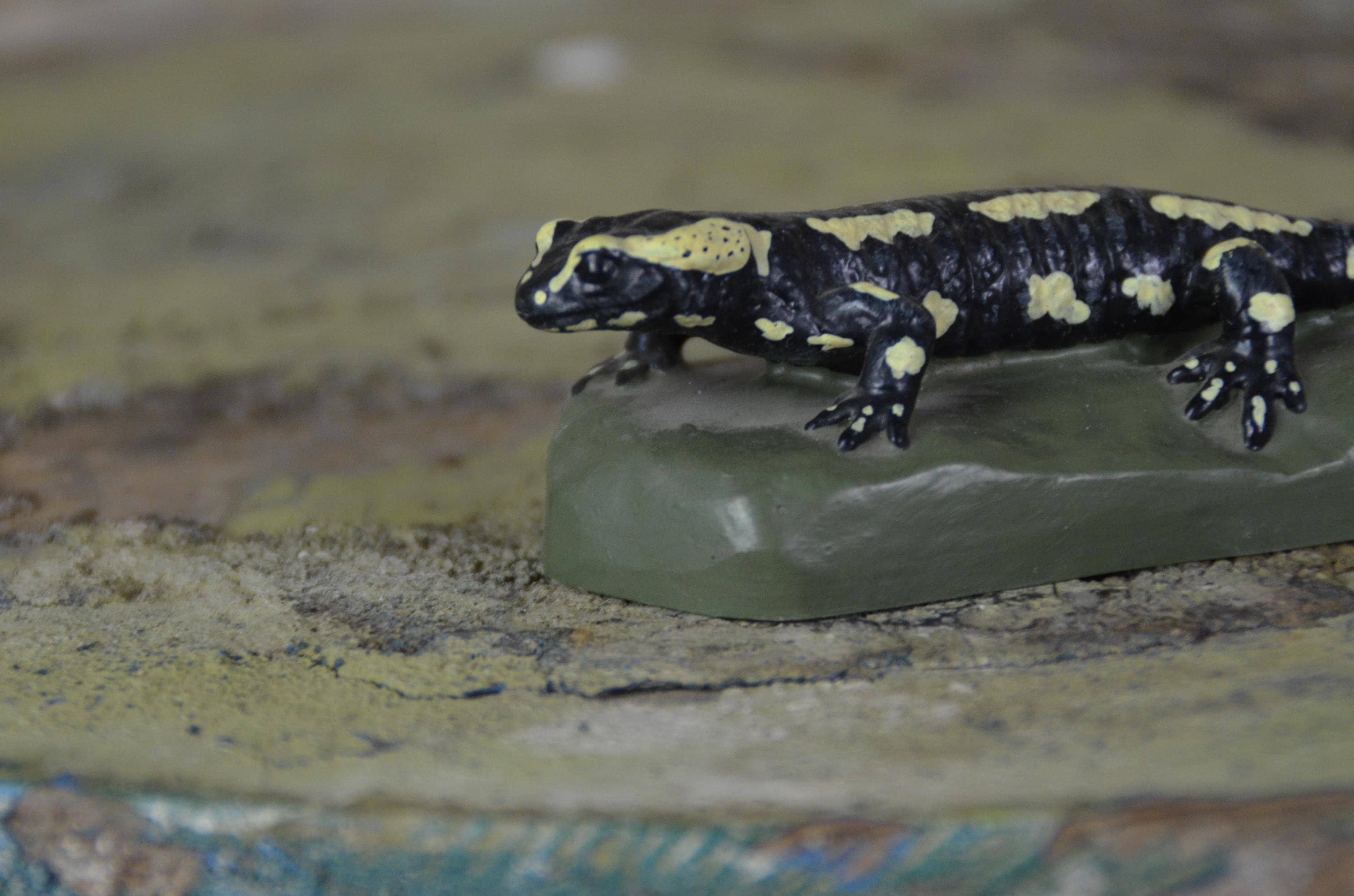 Fire Salamander, Vintage Anatomy Model: Original 1950s German