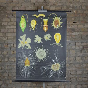 Protozoen, Amöba: Original Vintage 1960er Lehrposter Schule Wandkarte Roll down Druck Jung Koch Quentell JKQ schwarz tiefsee