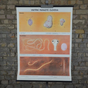 Lintworm, Parasiet: originele vintage jaren 1980 Tsjechische educatieve poster school wandkaart biologie print wetenschap intestinale worm medische eigenaardigheid