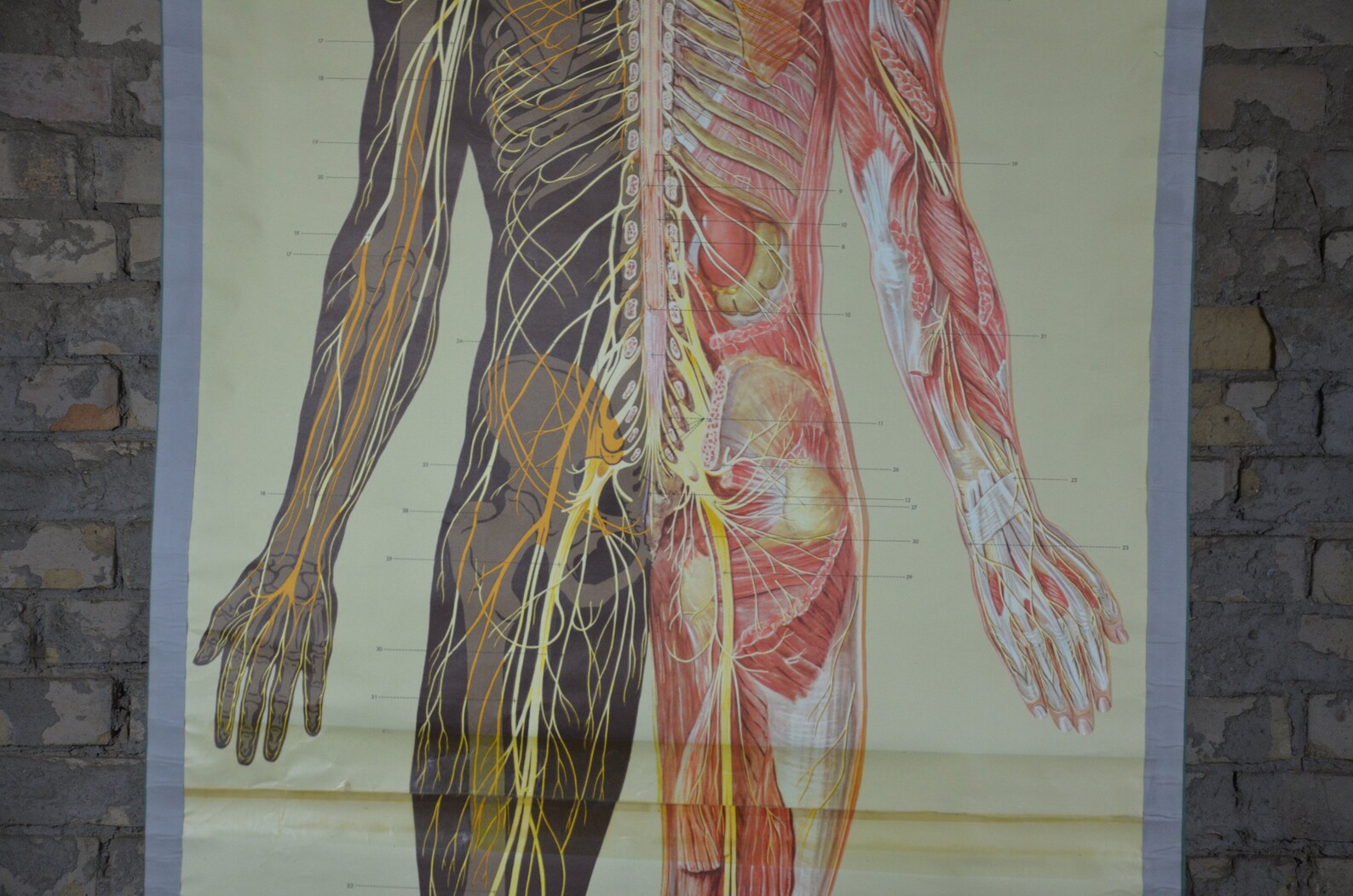 Nervous System Neurology: Original Vintage 1950s German - Etsy