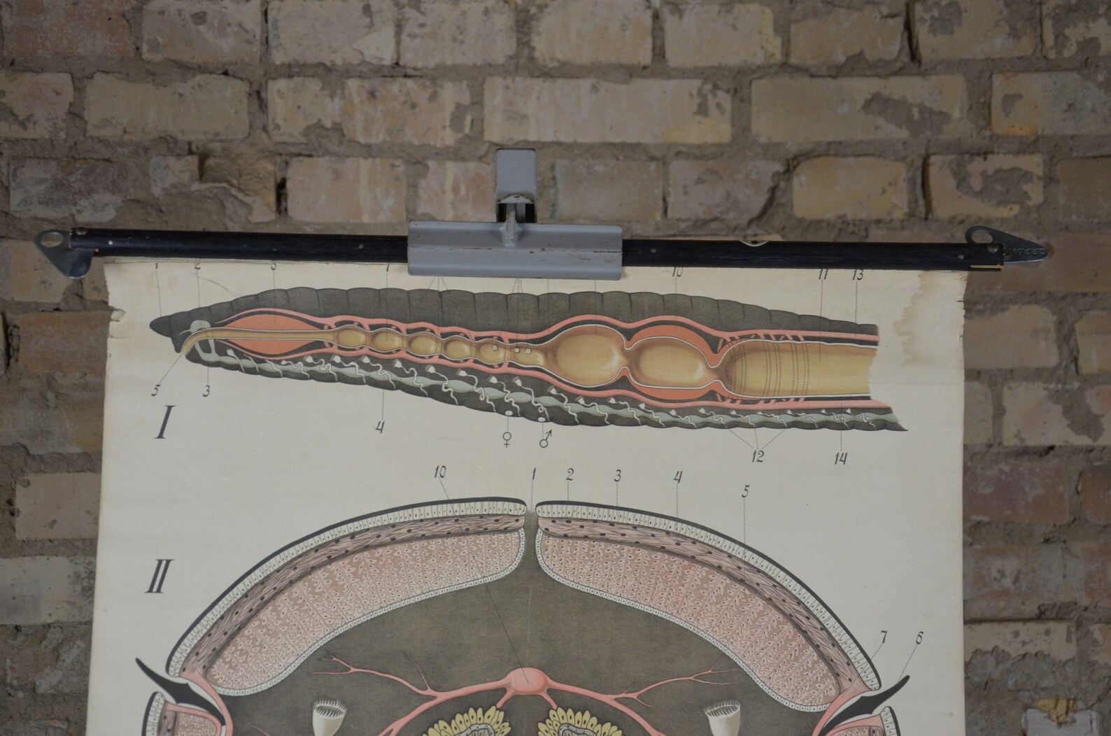 Earthworm Anatomy Worm: Original Vintage 1900s German | Etsy