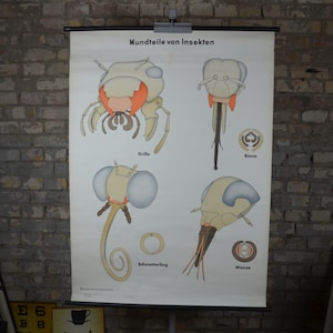Pièces buccales d'insectes, anatomie : affiche éducative originale allemande des années 1960, tableau mural scolaire, impression anatomique bizarrerie, mandibules antiques, abeille