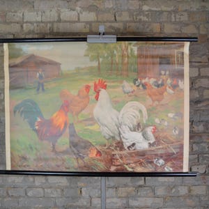 Poulet, poules et coq : affiche éducative originale suédoise des années 1930, tableau mural scolaire, biologie, œufs, volaille, cuisine, impression de ferme antique