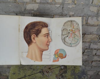 Exceptional antique layered paper human head anatomy model: vintage anatomical lithography original 1890s German medical oddity brain