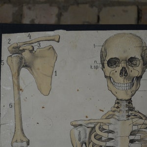 Human Skeleton, Anatomy: Original Vintage Distressed 1950s Educational ...