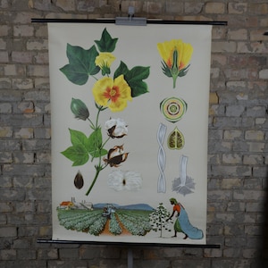Katoenplant &Oogst: originele vintage Duitse jaren 1960 educatieve poster school wandkaart Jung Koch Quentell botanische print bloem MCM