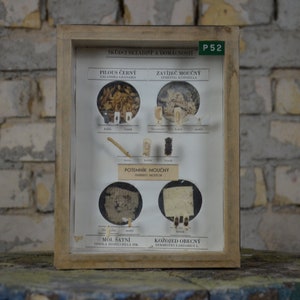 Vintage Clothes & Pantry Moth Shadowbox: original 1950s educational Czech school specimen collection display case insect entomology oddity