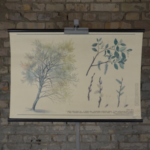Ziegenweide: Original Vintage 1980er Jahre Tschechisches Lehrposter Schule Wandkarte Roll up botanischer Druck Leinwand Pflanze Wald antik