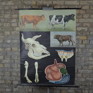 Kuh & Bulle Anatomie: original vintage 1970er Lehrposter Schulwandkarte Roll down anatomischer Druck Jung Koch Quentell Rinder