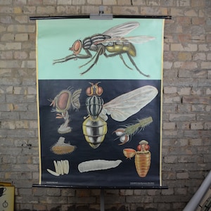 Stubenfliegen-Anatomie: Original Jung Koch Quentell, Jahrgang 1960, deutsches Lehrplakat, Schulwandtafel, Druckrolle, Biologie, Insektenfliege