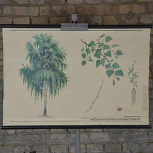 Birkenbaum, Betula Pendula: Original Vintage 1980er Jahre Tschechisches Lehrposter Schule Wandkarte Roll down Druck Pflanze Botanischer Wald Europa