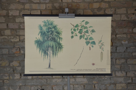 Birch Tree, Betula Pendula: Original Vintage 1980s Czech  display picture 2