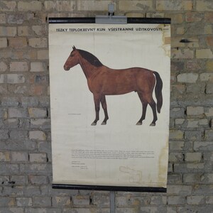 Warmblut Pferderasse : original vintage 1960er Jahre Lehrtafel Lehrtafel Lehrtafel Biologie Gestüt