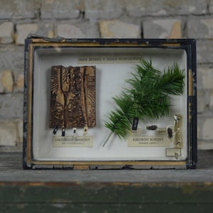 Beetles, Insects: original antique 1950s educational Czech school specimen collection display case box insect biology vintage entomology