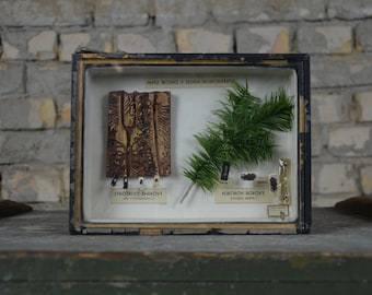 Beetles, Insects: original antique 1950s educational Czech school specimen collection display case box insect biology vintage entomology