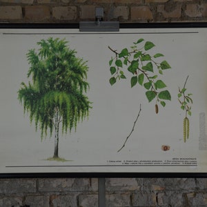 Silberne Birke (Betula Pendula): Original Vintage 1980er Jahre Tschechisches Lehrposter Schule Wandkarte Roll down Druck Pflanze Botanischer Wald