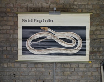 Grass snake skeleton, natrix natrix: original vintage 1980s German mid century educational poster anatomy school wall chart print zoology