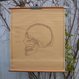 Human Skull Section Anatomy: original vintage 1960er Jahre Lehrposter Schule Wandkarte Anatomie Druck Kopf Kuriosität Armee