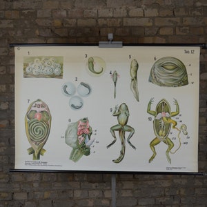Amphibien Metamorphose, Frosch, Kaulquappen: original antik 1920er Jahre Lehrposter Schule Wandkarte Roll down Lithographie Anatomie Kuriosität