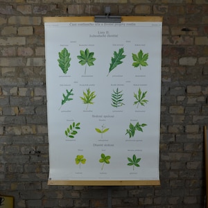 May include: A botanical chart featuring detailed illustrations of various leaf types, labeled in Czech. The chart is mounted on wooden dowels and hung against a brick wall. The leaves are depicted in shades of green.