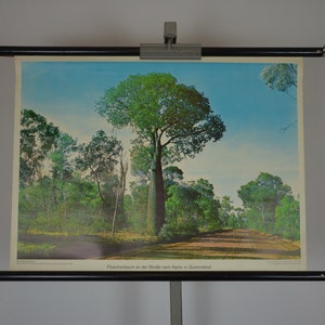 Flaschenbaum in der Nähe von Alpha, Queensland, Australien: Original Vintage 1960er Jahre Lehrposter Schule Wandkarte Druck Farbe Foto Outback