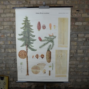 Épinette et bois, imprimé botanique vintage : affiche éducative allemande originale des années 1970, tableau mural de l'école, rouleau de conifères à cône forestier