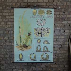 Freshwater Sponge Anatomy: original Jung Koch Quentell vintage German 1970s educational poster pull down school chart biology illustration