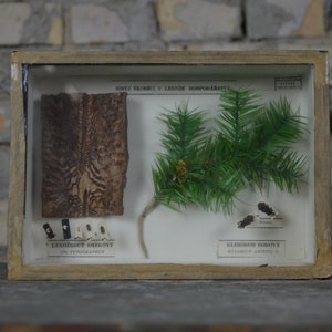 Insects, Beetles: original antique 1950s educational Czech school specimen collection display case box insect biology vintage entomology