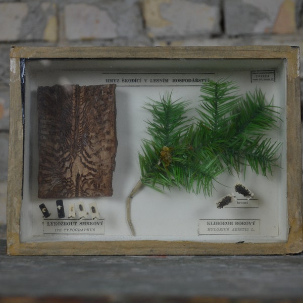 Farmhouse Insect Display Case Etsy