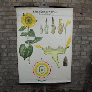 Zonnebloem: originele vintage jaren 1950 Duitse educatieve poster school wandkaart roll down botanische print bloem antieke pull down biologie