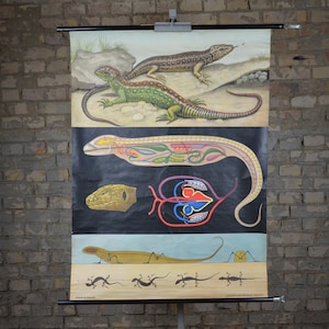 Sand Lizard Anatomie: Jung Koch Quentell original vintage allemand des années 1960 affiche éducative école carte murale biologie animal imprimé reptiles