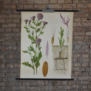 Canada distel, paarse bloem botanische print: originele vintage jaren 1920 Duitse educatieve poster school muurkaart roll up antieke lithografie