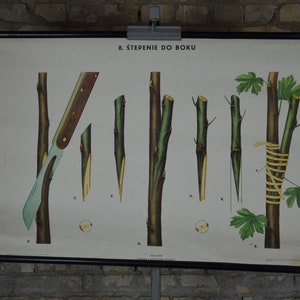 Viticulture: original millésime des années 1950 affiche pédagogique École européenne carte murale botanique biologie plante impression Vinery horticulture vin