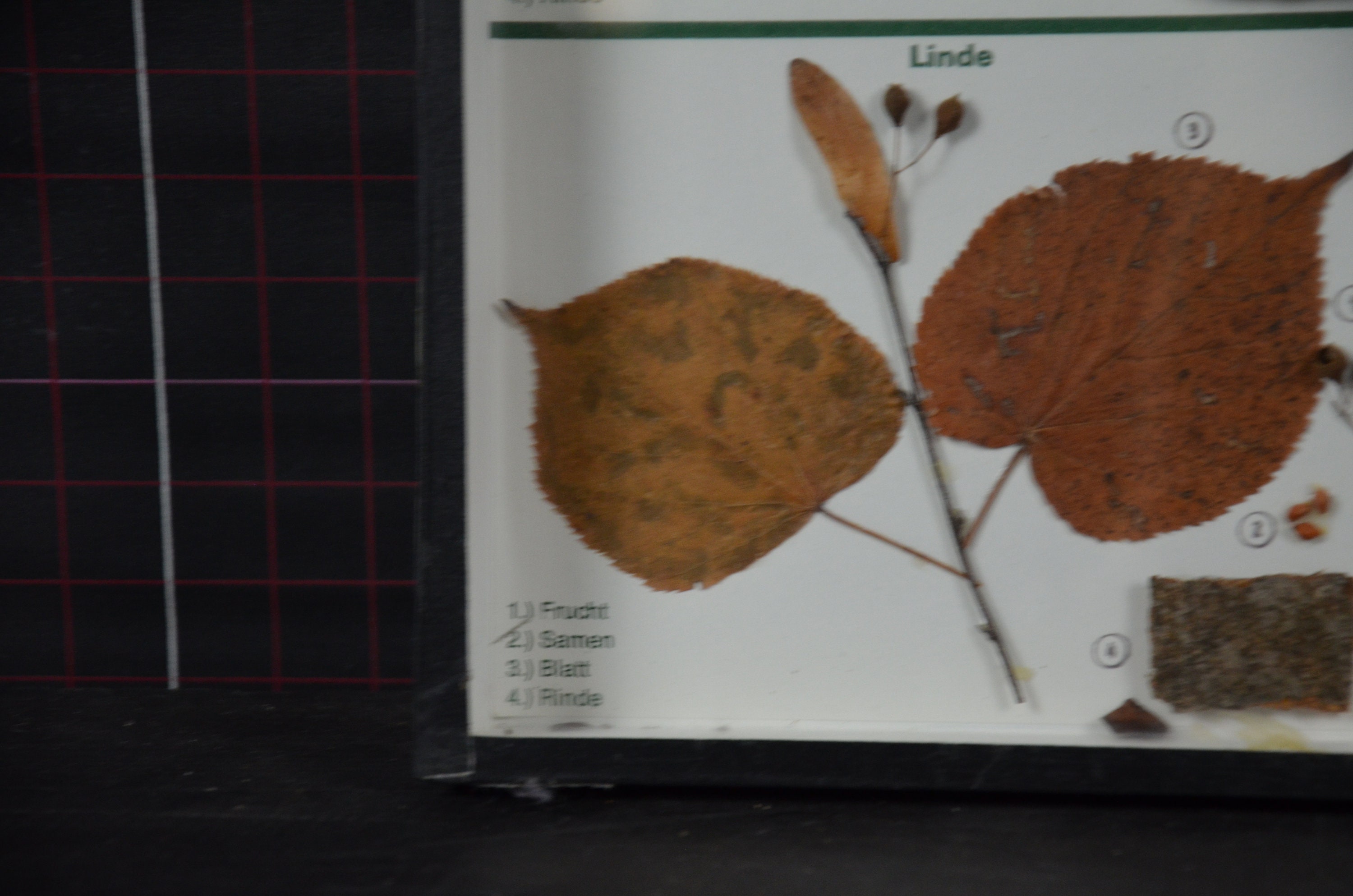 Vintage Botanical Display: Original 1960s German Tree Specimen ...