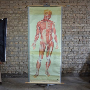 Muskeln, Menschliche Anatomie, männlicher Körper: original vintage 1960er Jahre Lehrposter anatomische Schule Wandkarte Roll down lebend Ecorché