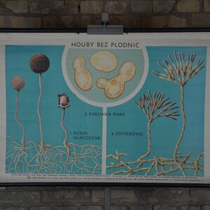 Hongos de madera, hongos: original vintage 1980s Escuela educativa checa póster gráfico de pared impresión botánica hongo micología bosque antiguo