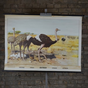 Strauß, Vogel, Savanne: Original Vintage 1950er Schwedisches Lehrposter Schule Wandkarte Druck antik Afrika Safari Fauna Mid Century
