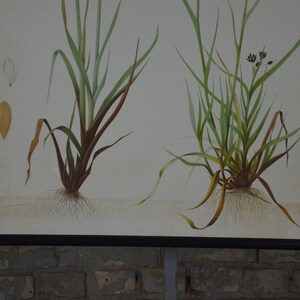 May include: A botanical illustration of grass plants, showing roots, stems, and leaves in detail. The artwork has a light background with a detailed drawing of a seed and a flower. The plants are in shades of green and brown.
